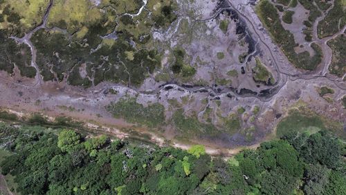 High angle view of moss growing on land