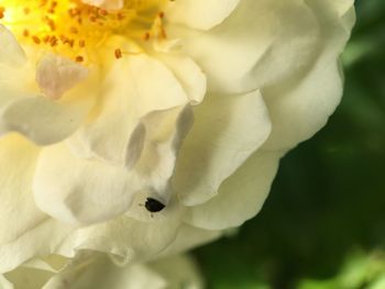 Close-up of white flowering plant