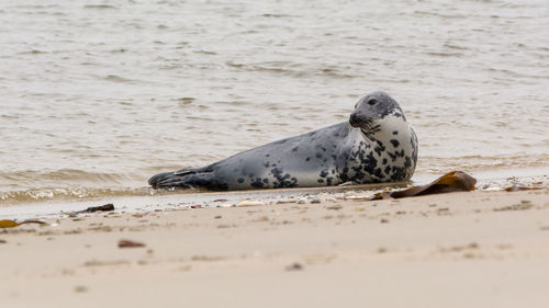 View of seal on beach