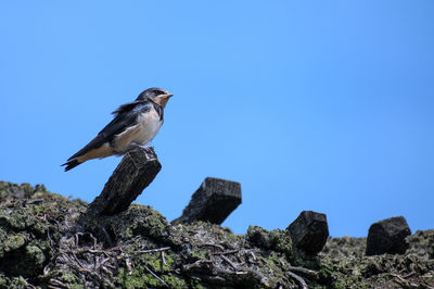 Low angle view of bird perching on rock