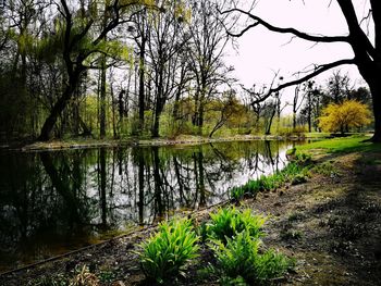 Scenic view of lake by trees in forest against sky