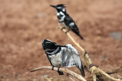 Pied kingfisher preening while perching on branch