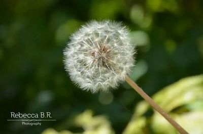 dandelion