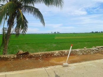 Scenic view of grassy field against sky