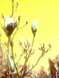 Low angle view of flowering tree