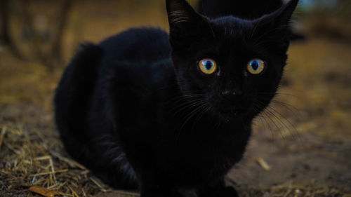 Close-up portrait of cat