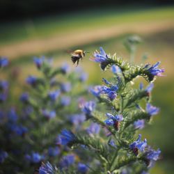 Bee pollinating on purple flowers