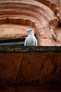 Close-up of pigeon