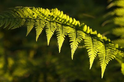 Close-up of fern leaves