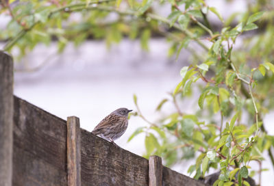 Bird perching on a fence