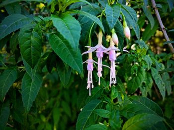 Close-up of purple flowering plant