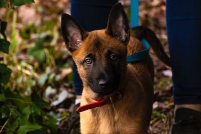 Portrait of dog standing on field