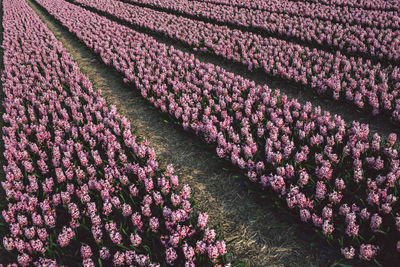 Full frame shot of pink flowering plants on field