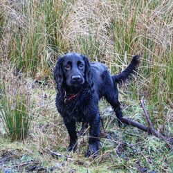 Portrait of dog on field