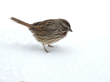 Close-up of bird perching on snow against white background