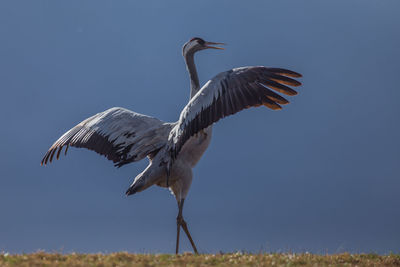 Low angle view of birds against blue sky