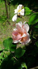 Close-up of white flowering plant