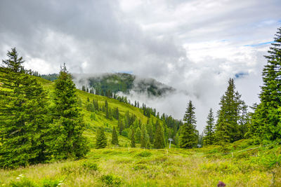 Scenic view of pine trees against sky