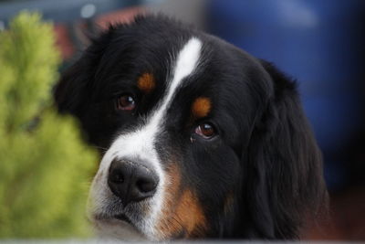 Close-up of dog