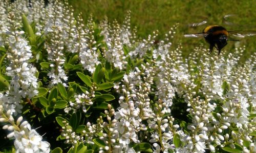 Close up of plant