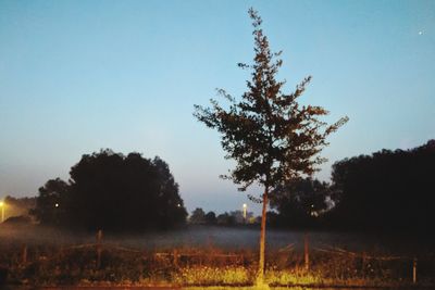 Trees on field against clear sky