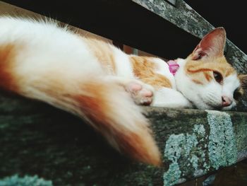 Close-up of cat sleeping