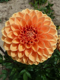 Close-up of orange dahlia