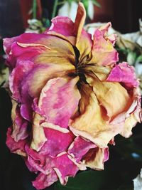 Close-up of pink roses