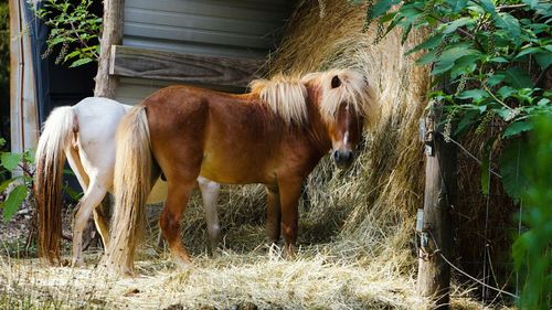 Horses standing by barn