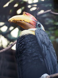 Close-up of hornbill perching outdoors