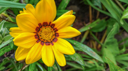 Close-up of yellow flower