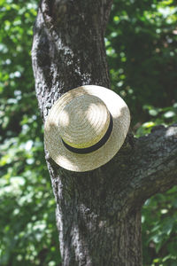 Close-up of tree trunk