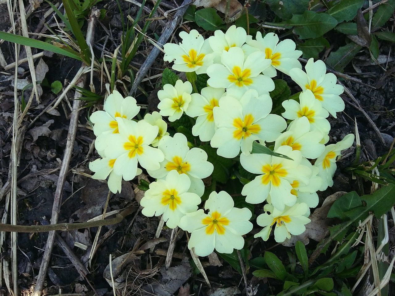 flower, yellow, growth, beauty in nature, nature, petal, freshness, fragility, leaf, outdoors, flower head, plant, no people, close-up, day