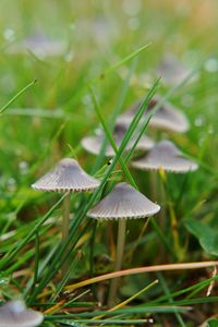 Close-up of mushroom