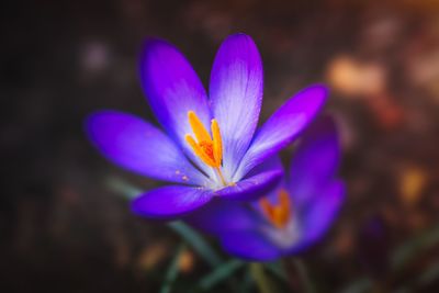 Close-up of purple crocus flower