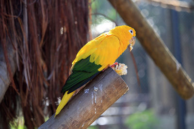 Golden parakeet feeding