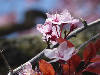 Close-up of pink cherry blossoms