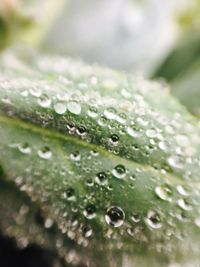 Close-up of water drops on leaf