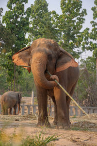 indian elephant