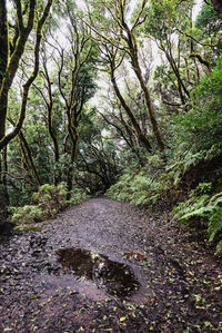 Road amidst trees in forest