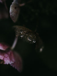 Close-up of wilted plant