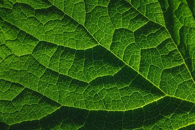 Full frame shot of leaf
