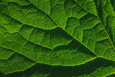 Full frame shot of leaf