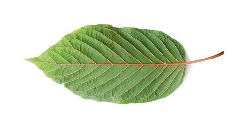 High angle view of green leaf on white background