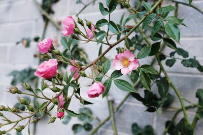 Close-up of pink flowering plant