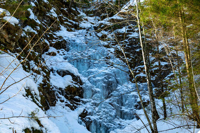 Snow covered trees in forest