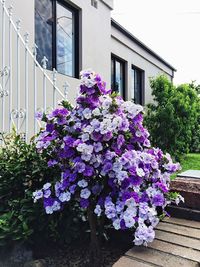 Pink flowers blooming in garden