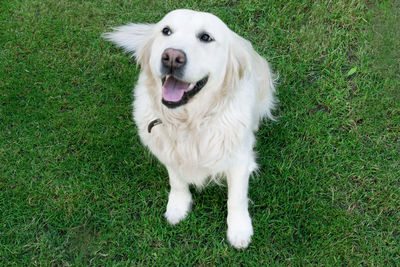 High angle portrait of a dog on field