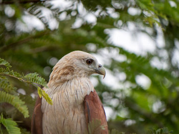 Close-up of bird perching on branch