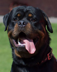 Close-up portrait of dog